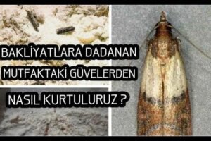 Güvelerden Nasıl Kurtulunur?